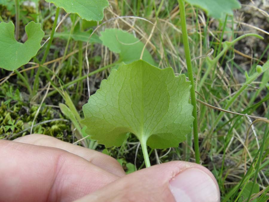 Doronicum columnae